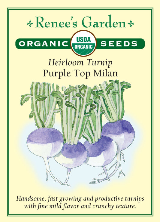 Turnip Purple Top Milan Organic