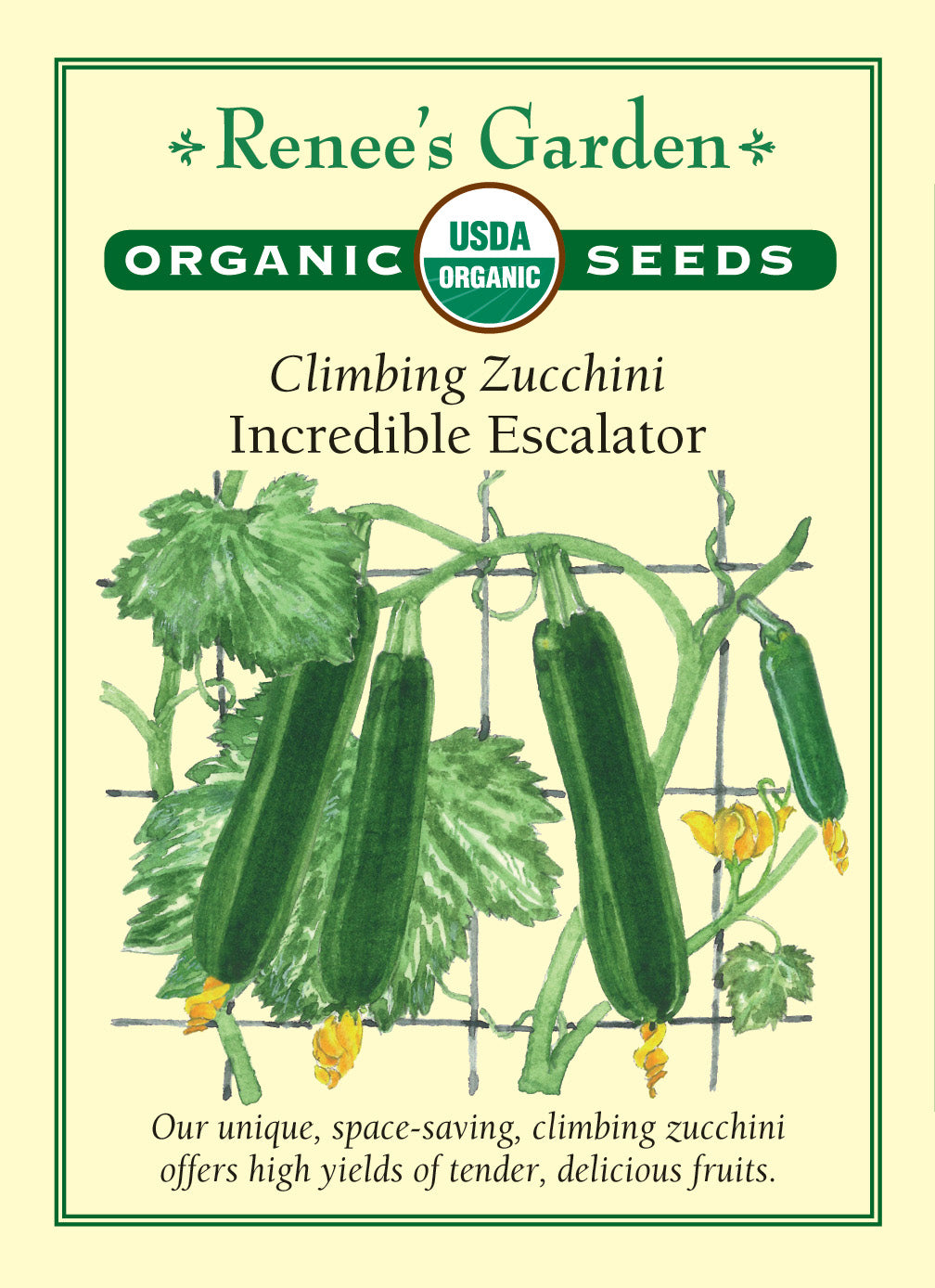 Squash Summer  Zucchini Incredible Escalator Organic