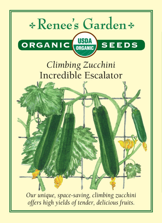 Squash Summer  Zucchini Incredible Escalator Organic