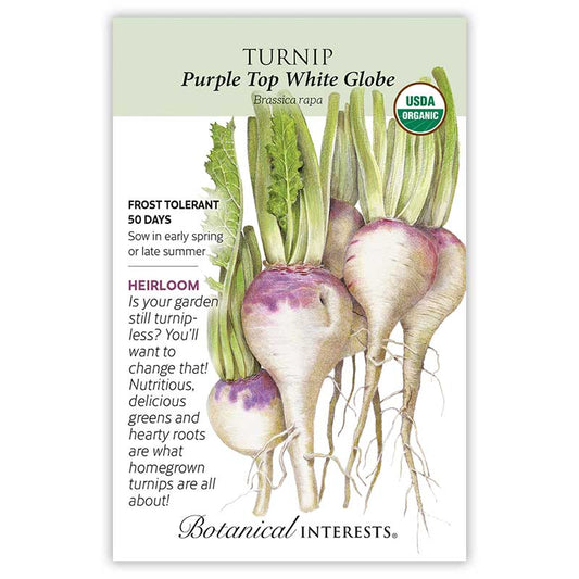 Turnip Purple Top White Globe