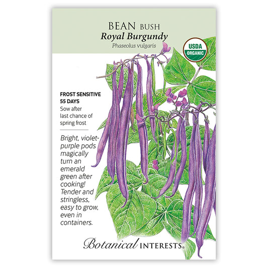 Bean Bush Royal Burgandy