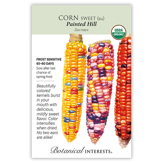 Corn Sweet multicolor Painted Hill Organic
