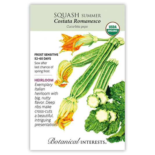 Squash Summer Costata Organic