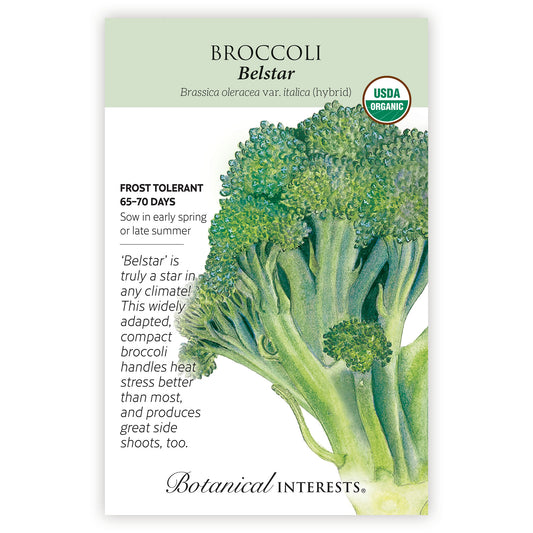 Broccoli Belstar Hybrid Organic