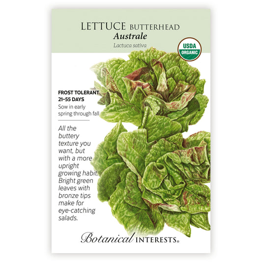 Lettuce Butterhead Australe Organic