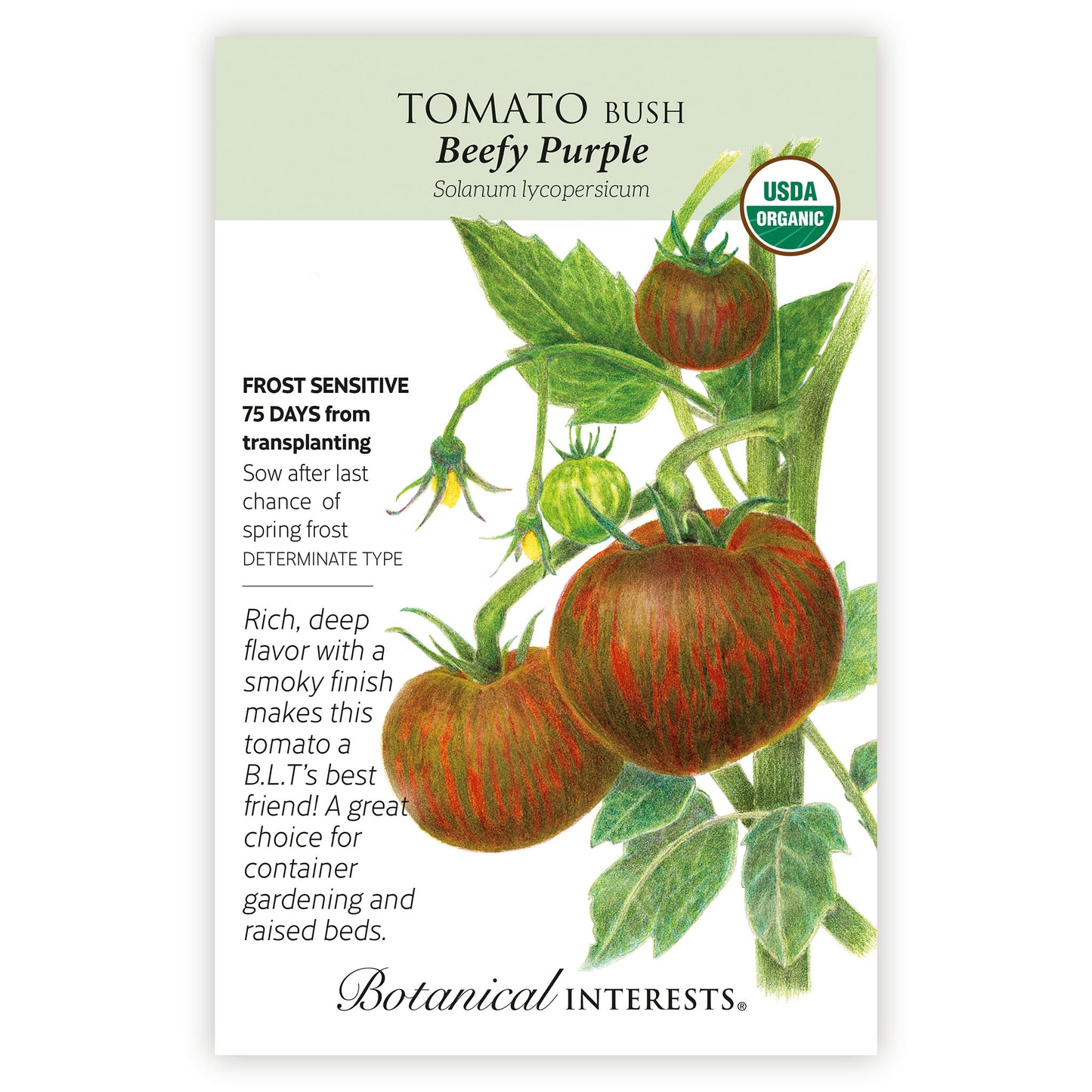 Tomato Beefy Purple Organic