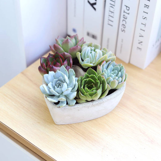 Succulent Heart Arrangement planter - Valentine's Gift Ideas 2025