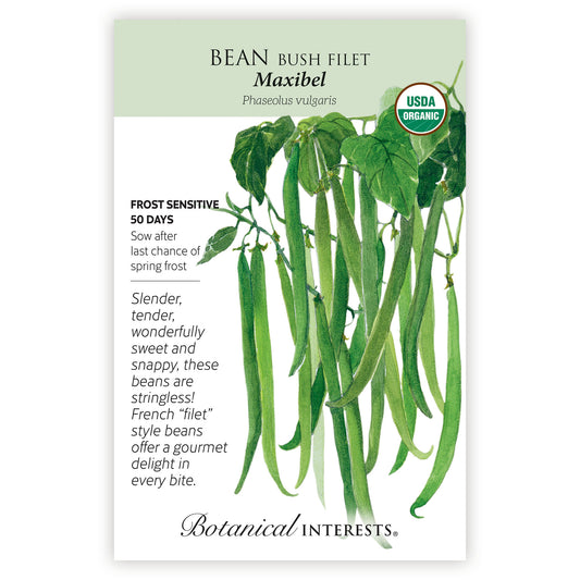 Bean Bush  Maxibel Organic