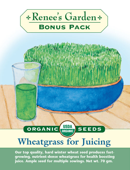 Bonus Pack Wheatgrass For Juicing Organic