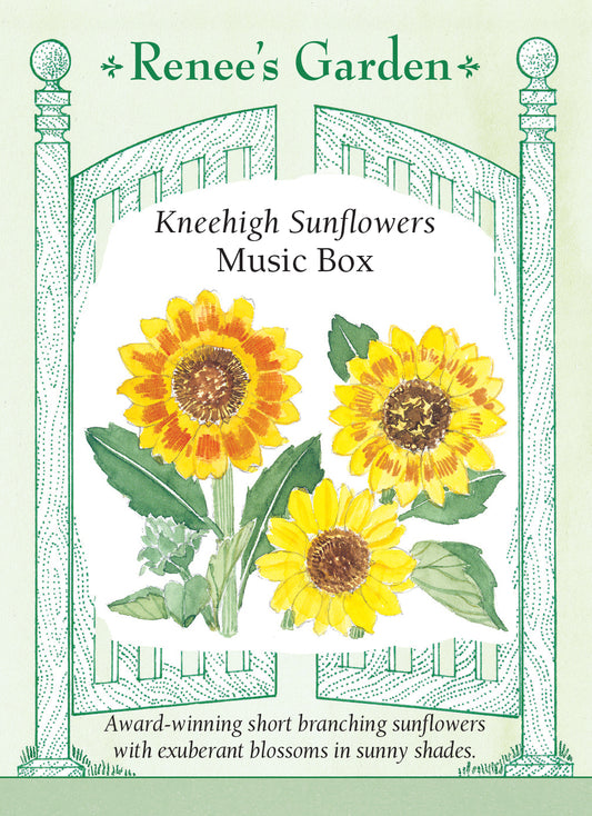 Sunflower Music Box Knee High