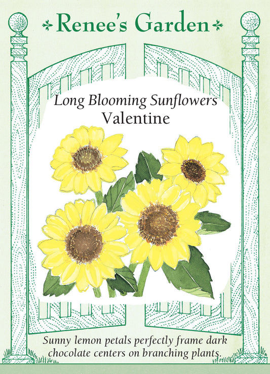 Sunflower  Valentine