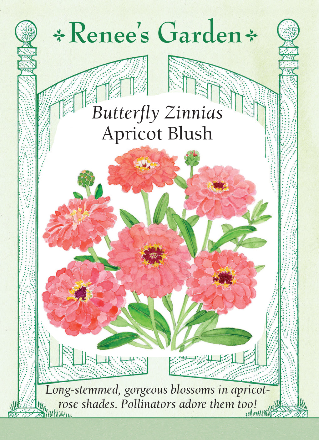 Zinnia Apricot Blush
