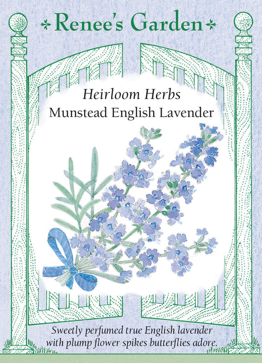 Lavender Munstead English