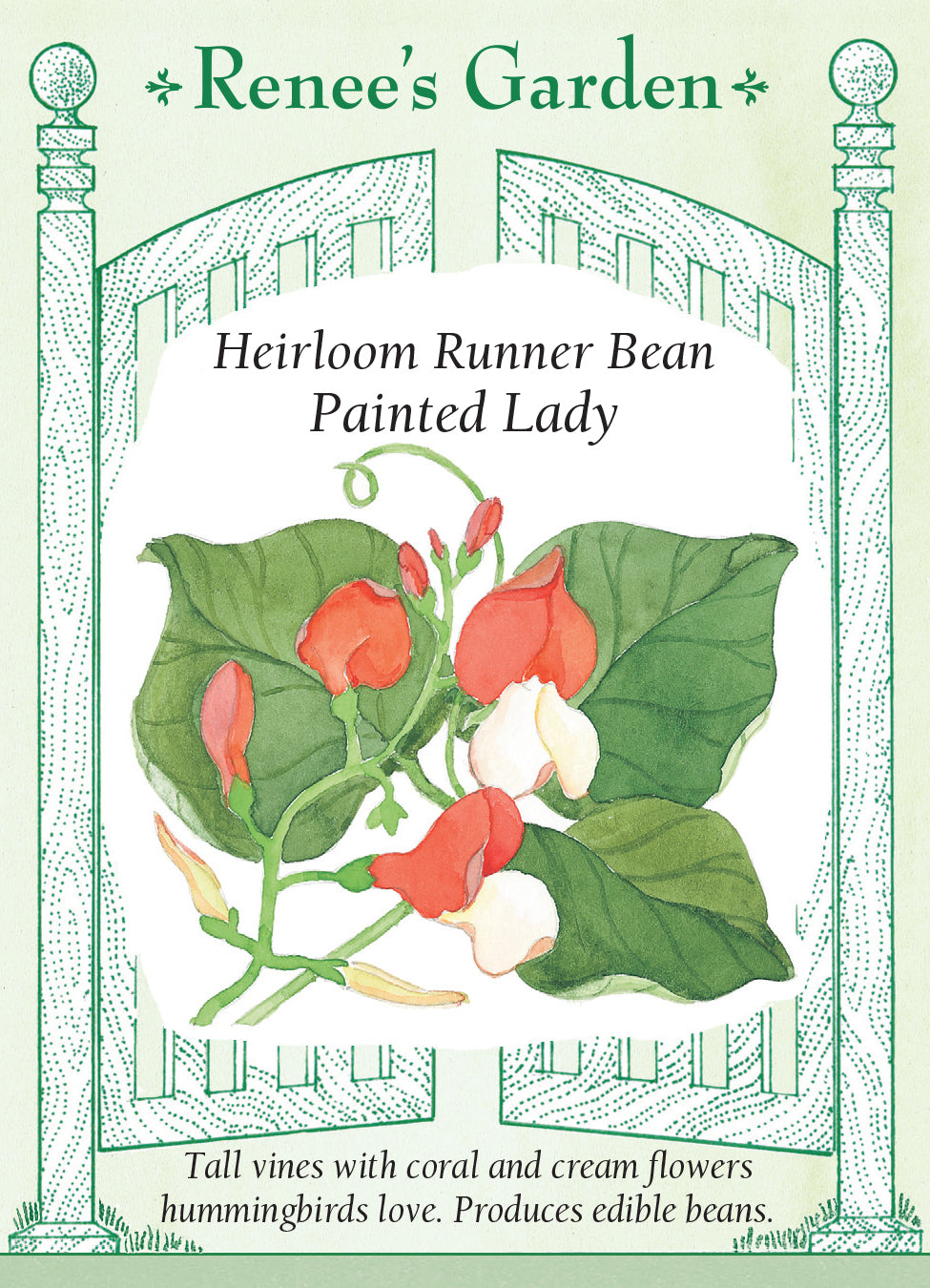 Runner Beans Painted Lady