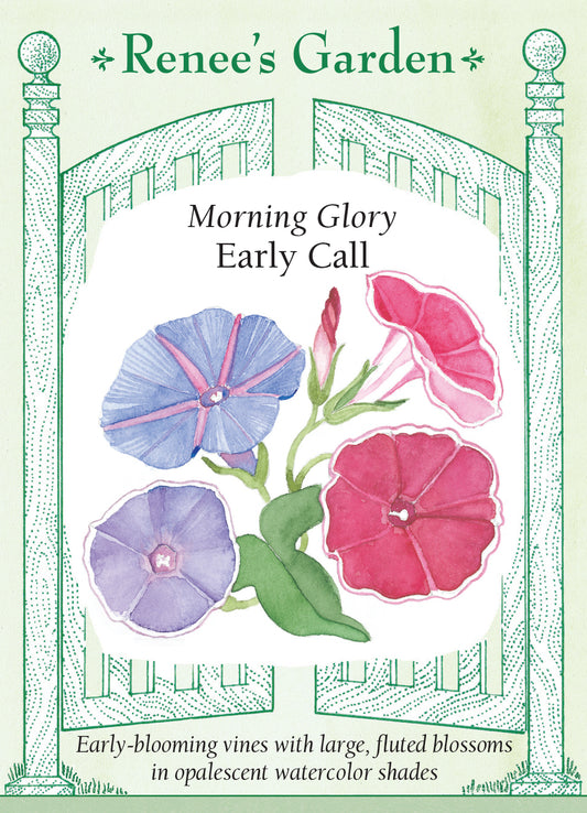 Morning Glory Early Call