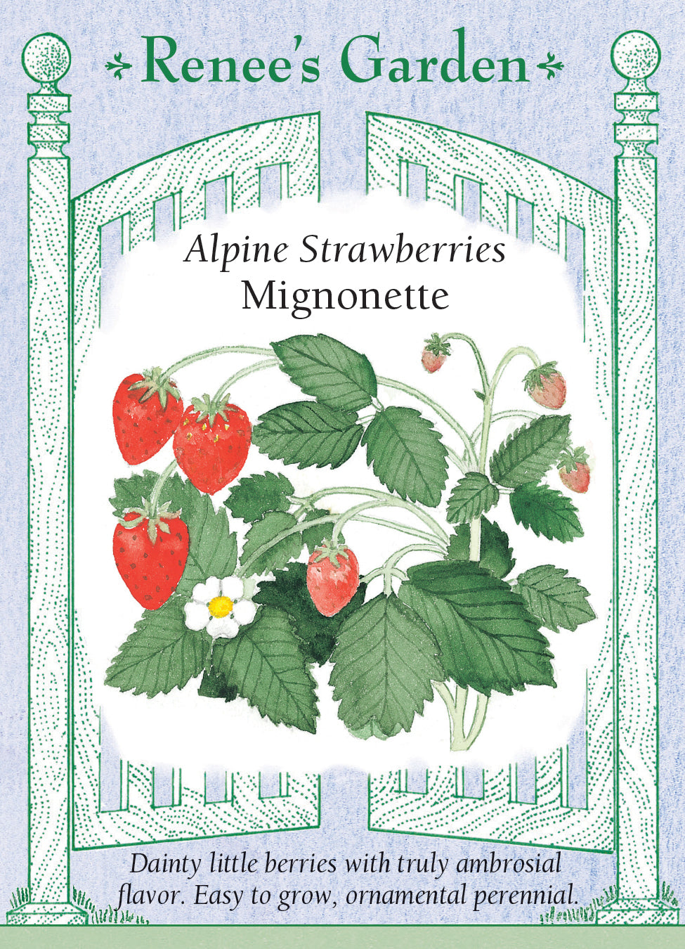 Strawberry Alpine Mignonette