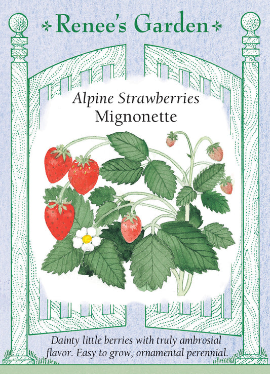 Strawberry Alpine Mignonette