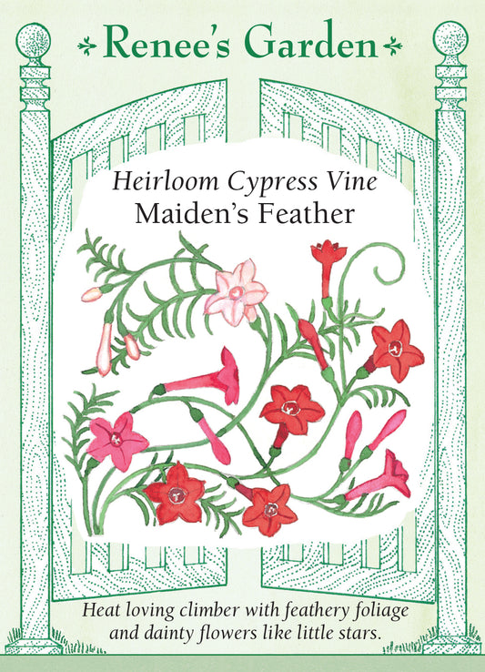 Cypress Vine Maiden's Feather