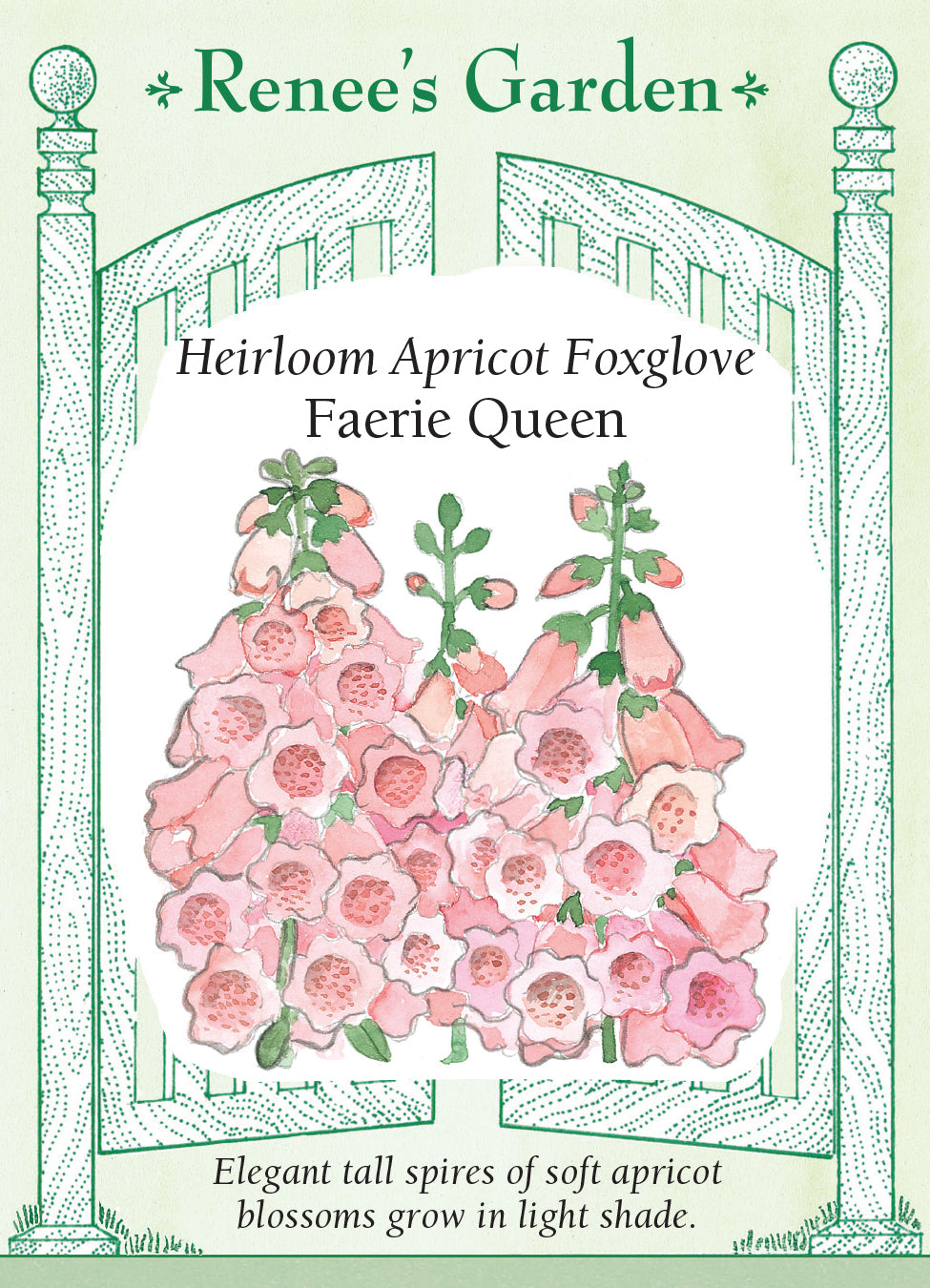 Foxglove Apricot Faerie Queen
