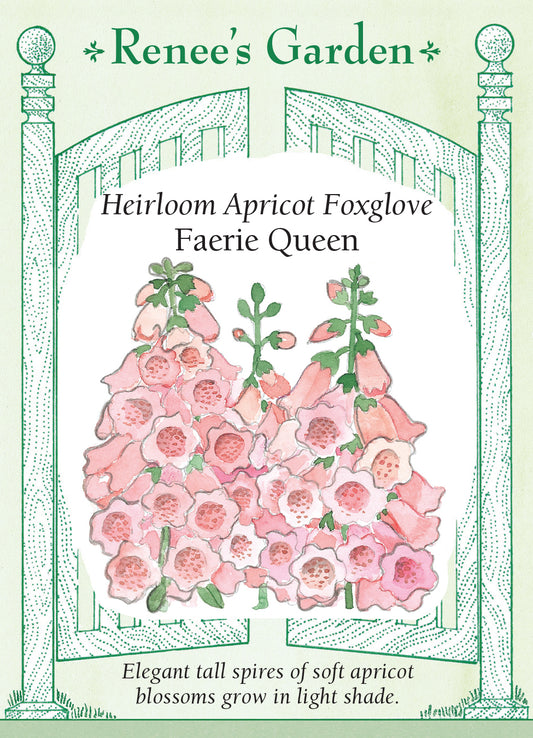 Foxglove Apricot Faerie Queen