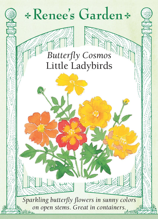 Cosmos Little Ladybirds