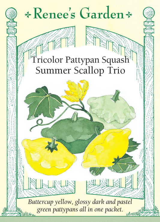 Squash Summer Scallop Trio