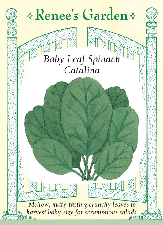 Spinach Catalina