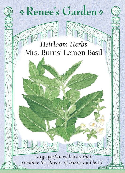 Basil Mrs. Burns' Lemon
