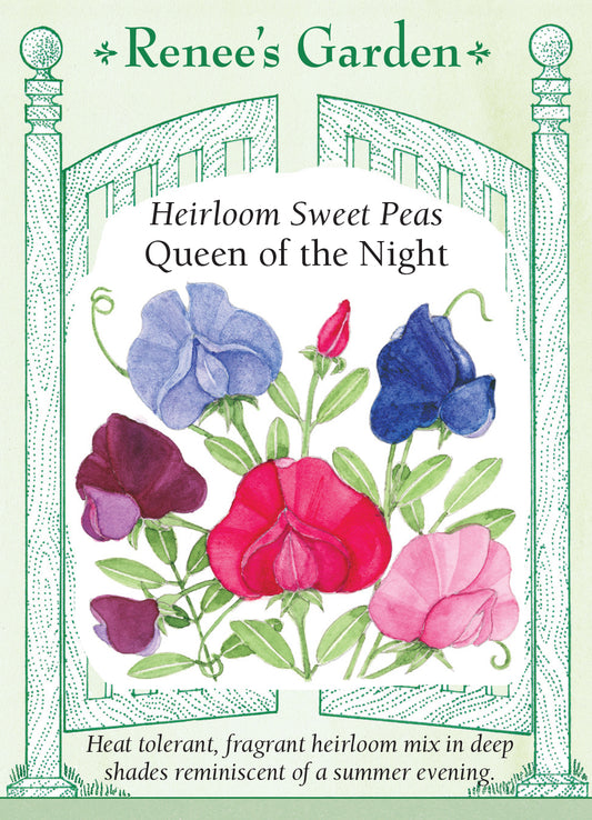Sweet Pea Queen of The Night