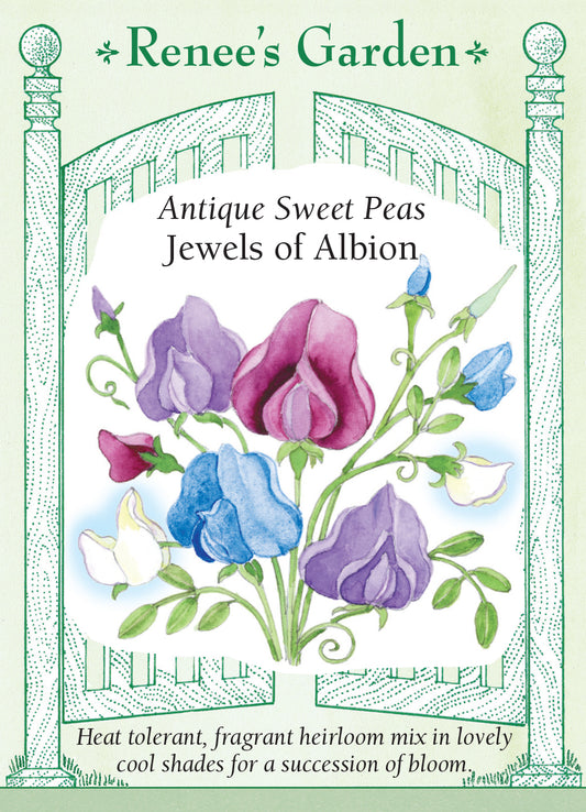 Sweet Pea Jewels of Albion