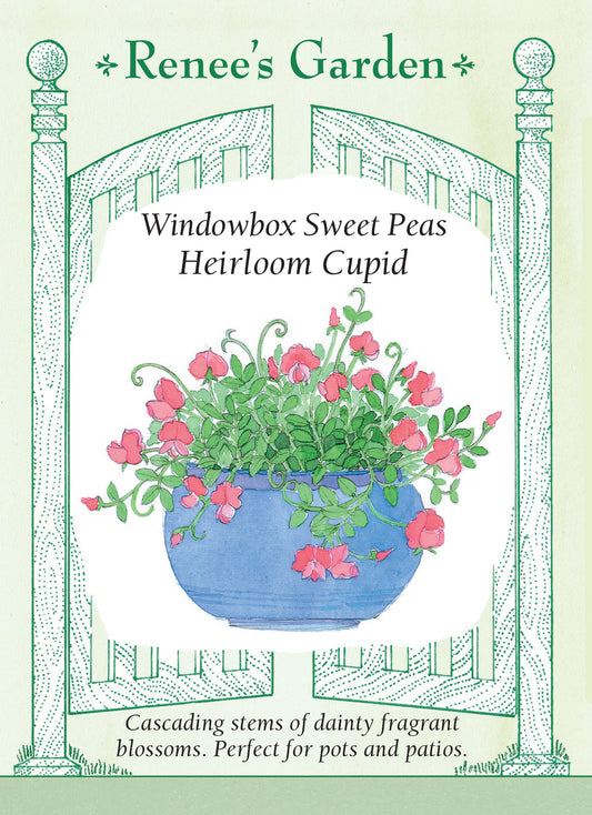 Sweet Pea Cupid Windowbox