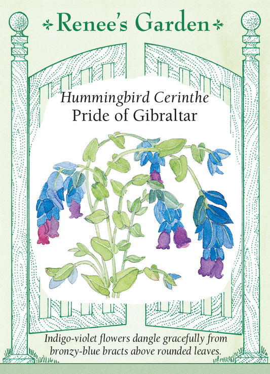 Cerinthe Pride of Gibraltar