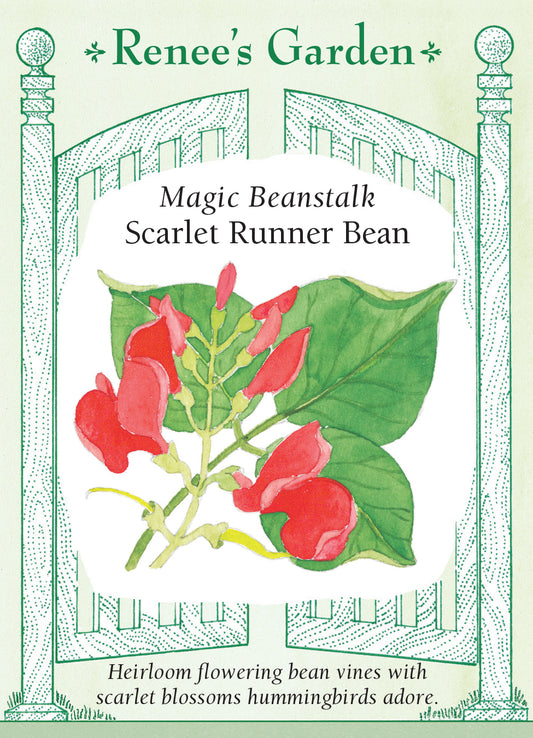Runner Beans Magic Beanstalk