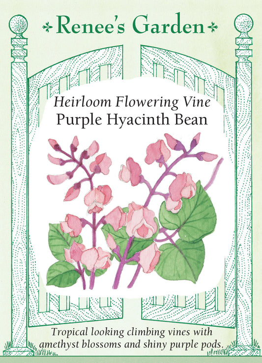 Hyacinth Bean Vine Purple