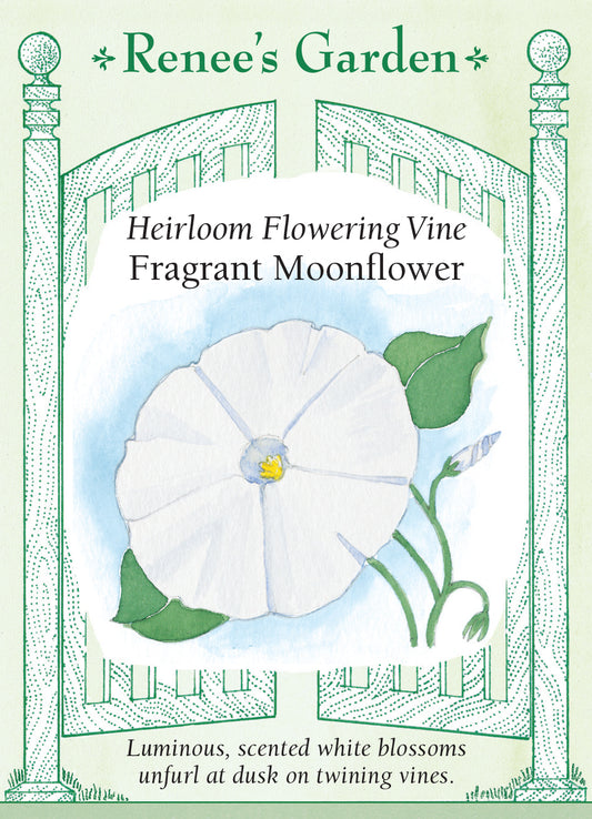 Moonflower Vine
