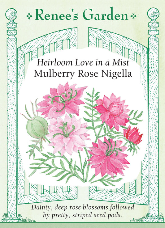 Nigella Mulberry Rose