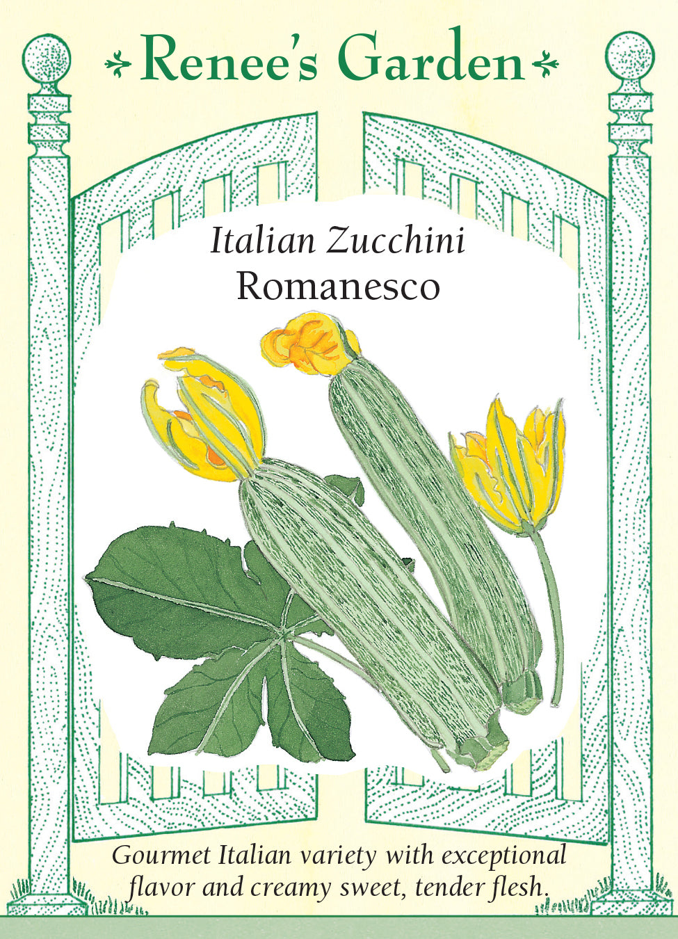 Squash Summer  Zucchini Romanesco