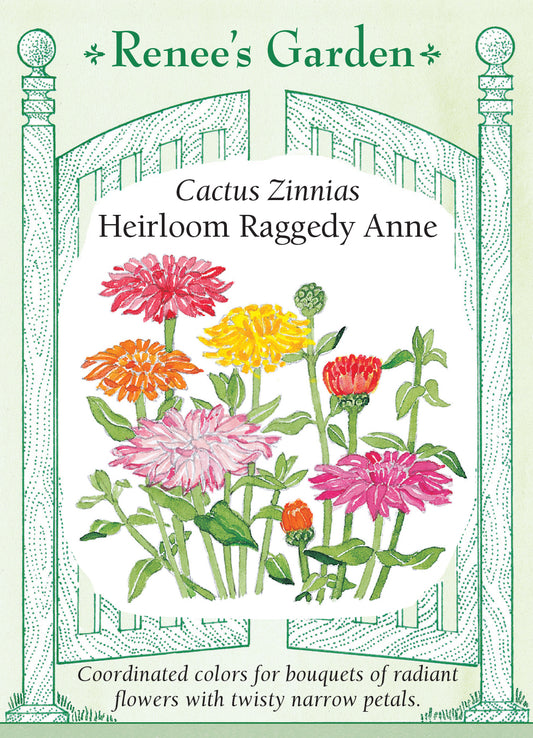 Zinnia Raggedy Anne Cactus