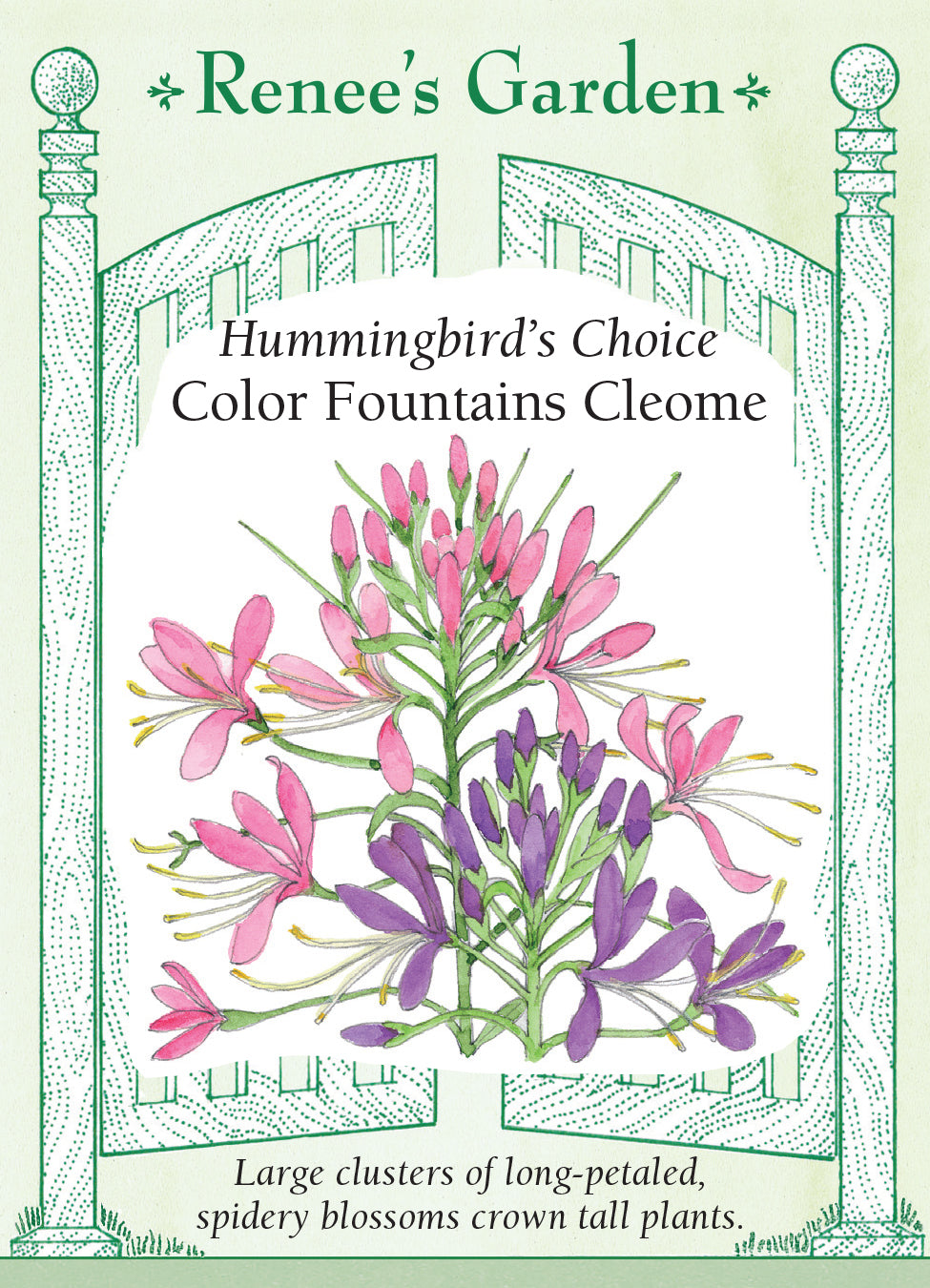 Cleome Color Fountains