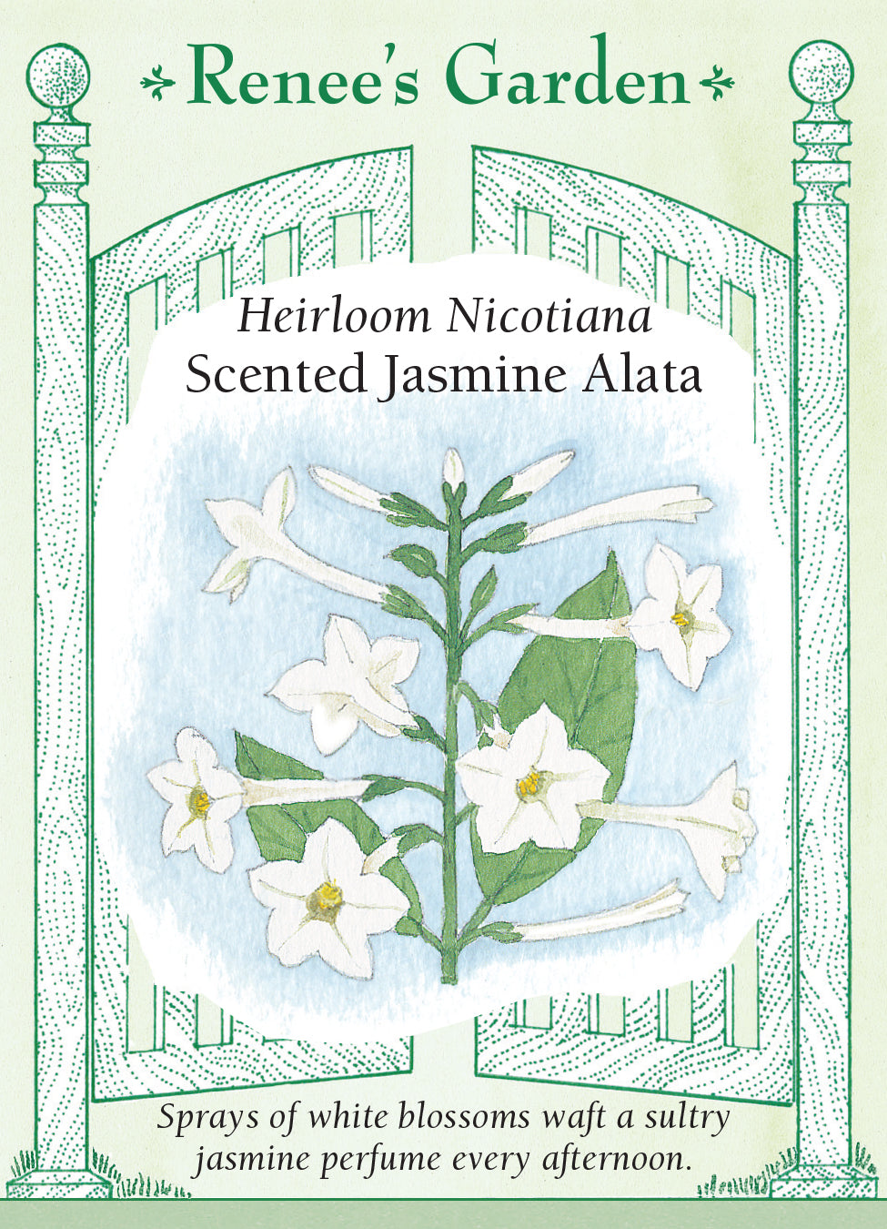 Nicotiana Jasmine Alata
