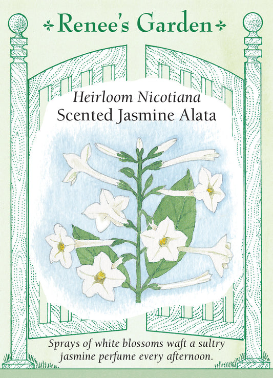 Nicotiana Jasmine Alata