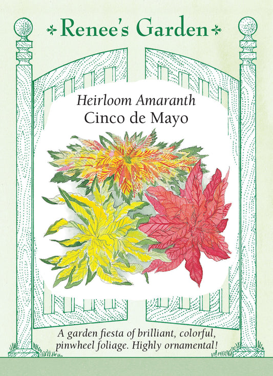 Amaranth Cinco de Mayo