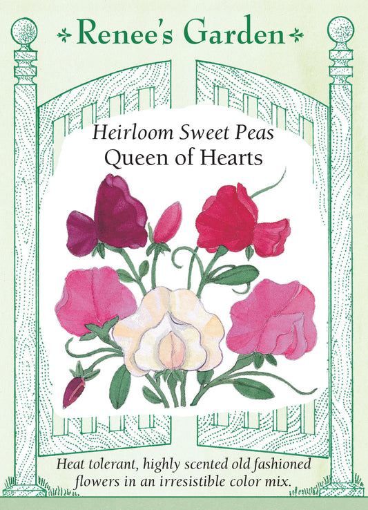 Sweet Pea Queen of Hearts