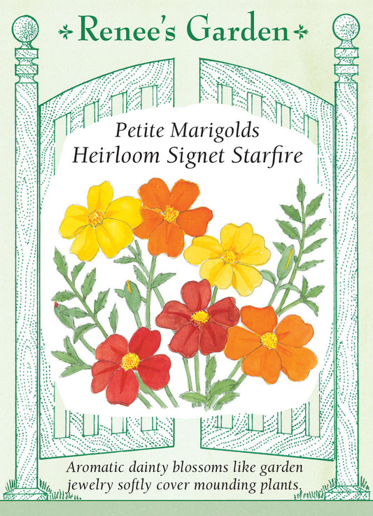 Marigold Signet Starfire Container