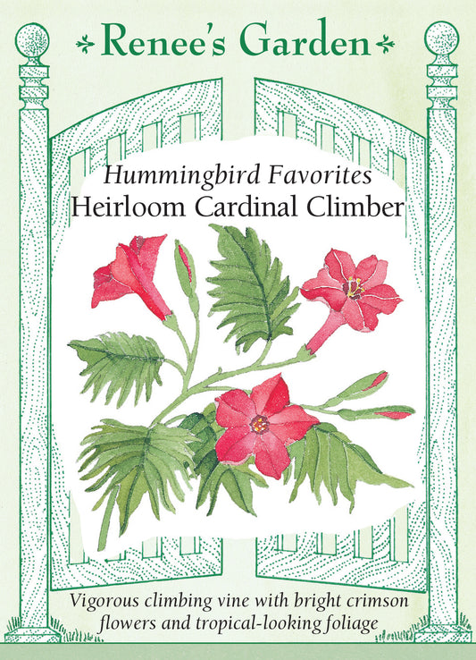 Cardinal Climber Vine