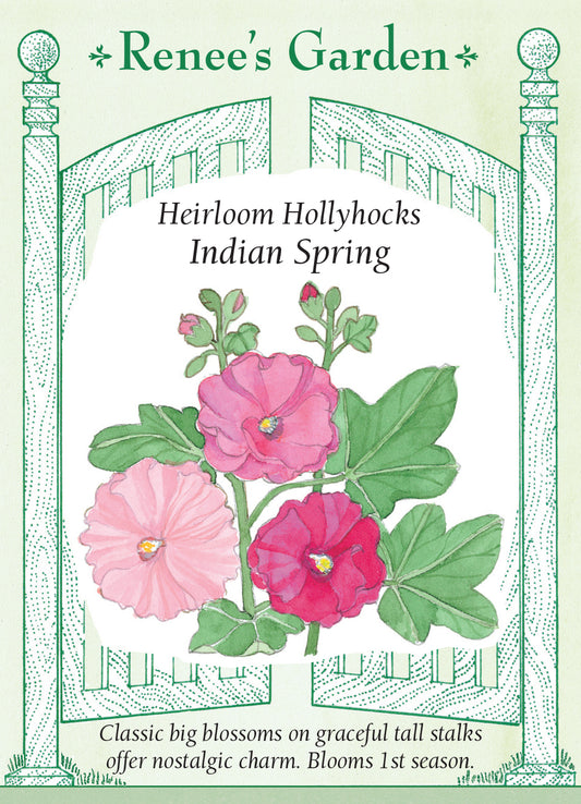 Hollyhock Indian Spring