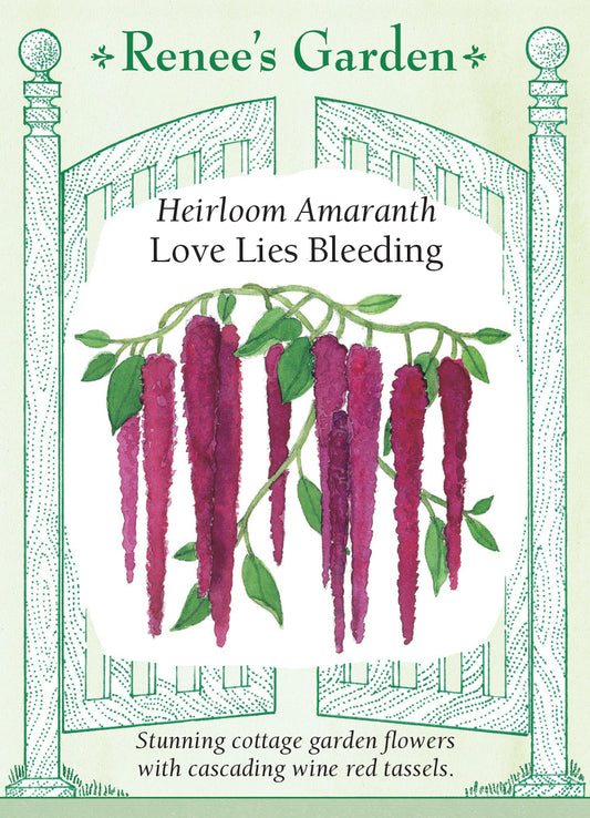 Amaranth Love lies Bleeding