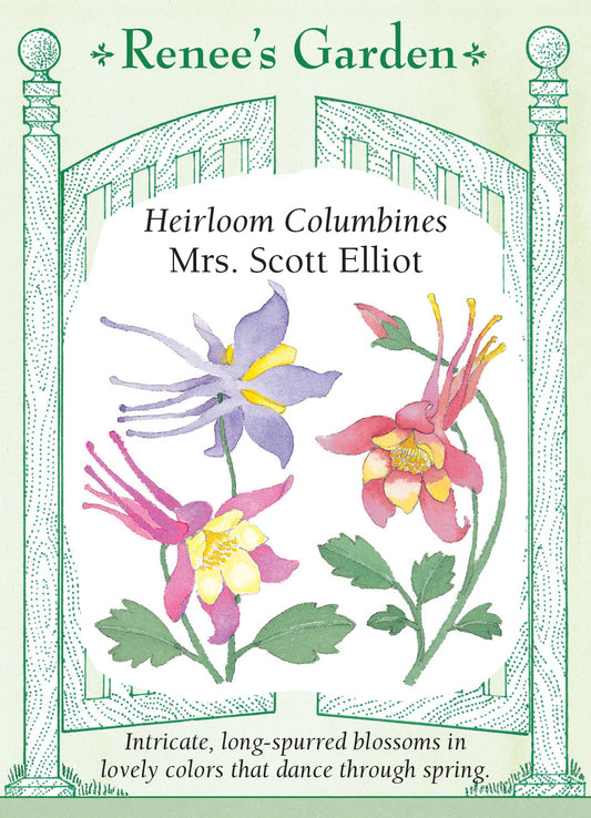 Columbine Mrs. Scott Elliot