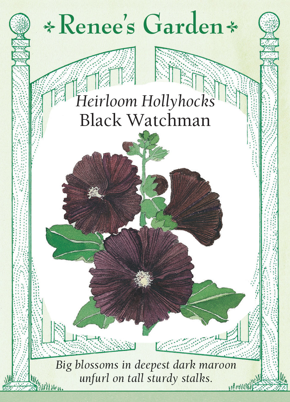 Hollyhock  Black Watchman