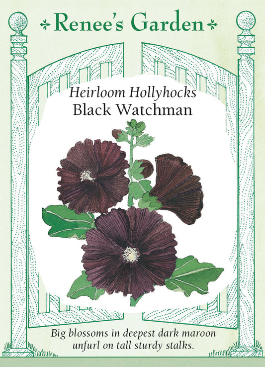 Hollyhock  Black Watchman